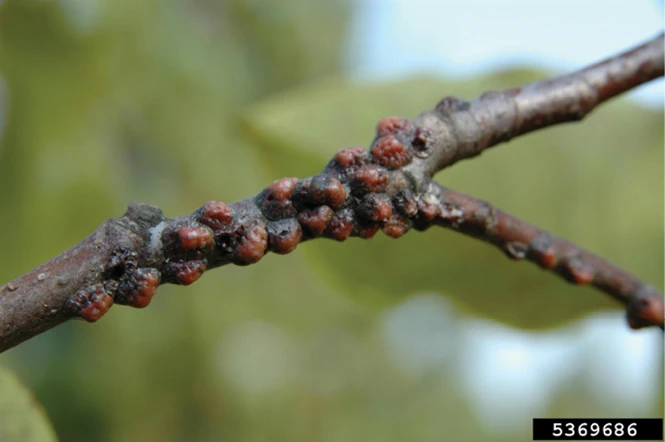 Magnolia Scale