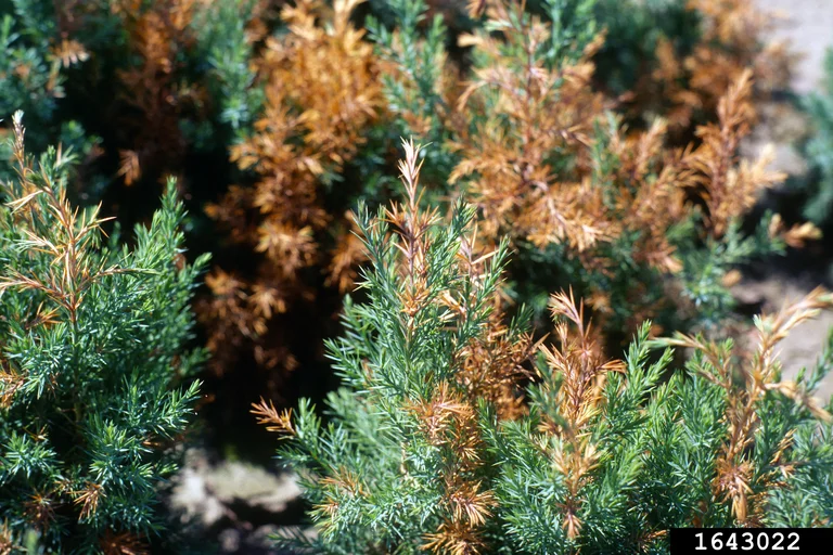 Juniper Diseases