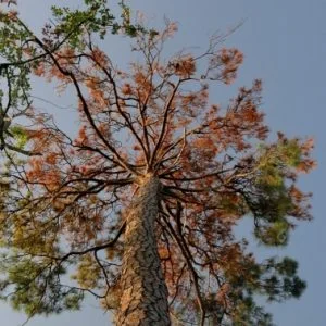 Pine Bark Beetle