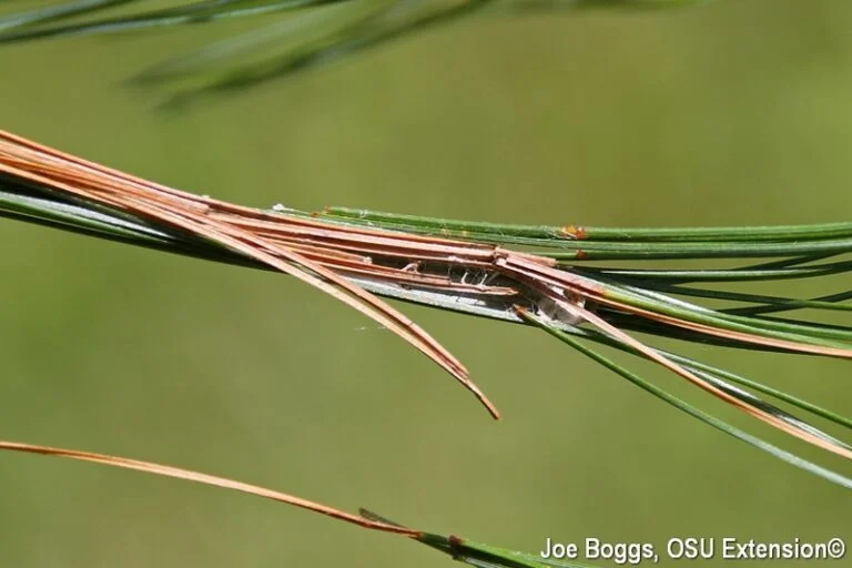 Pine — Pine Tube Moth 2016 3 768x512