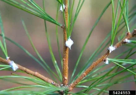 Pine Bark Adelgid