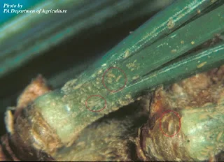 White Pine Sheath Mite