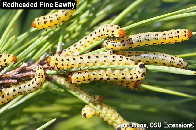 Red Headed Pine Sawfly