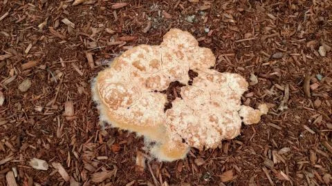 Fungus and Mold in Mulch