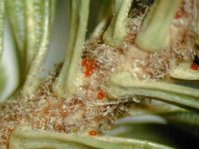 Spruce Spider Mite