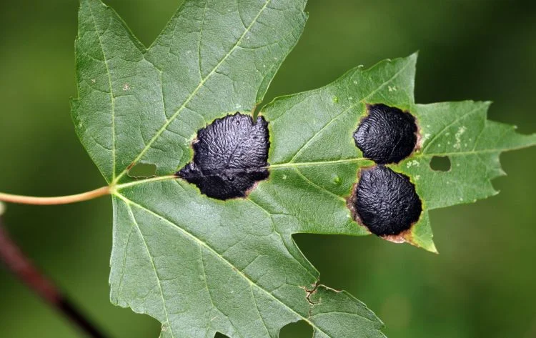Leaf Spot Diseases on Shade Trees
