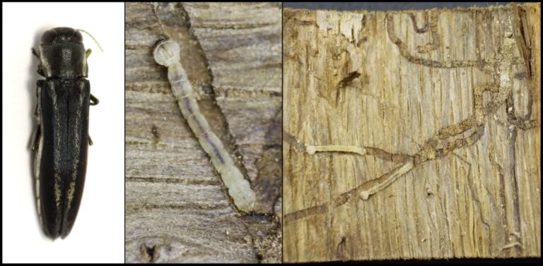 Beech — Two lined chestnut borer combined image 2024 PJL 1536x754 1 768x377
