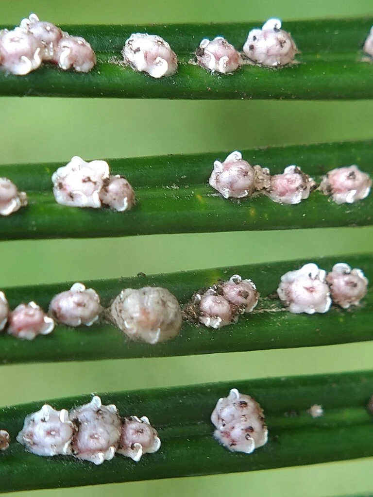 Scale Insects Fact Sheet