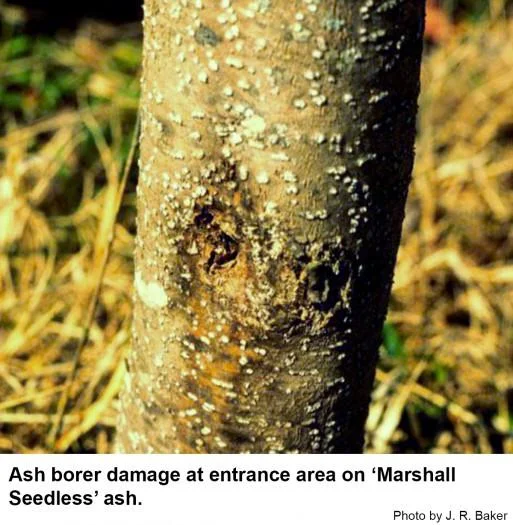 Lilac Borer