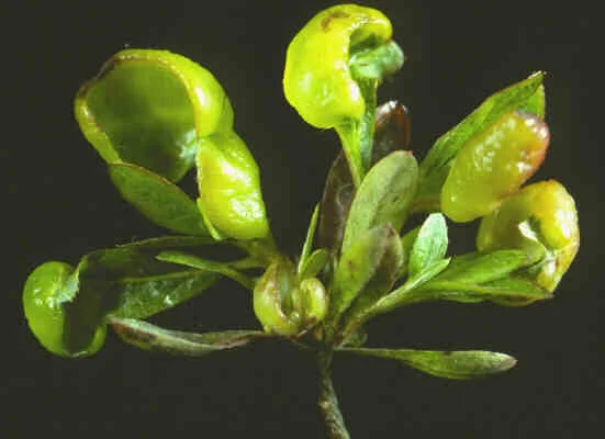 Leaf and Flower Gall