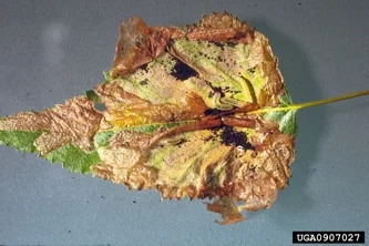 Leafminer