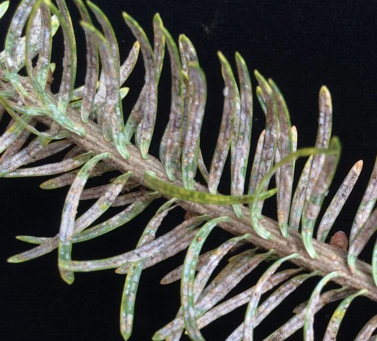 Cryptomeria — cryptomeriascale 768x694