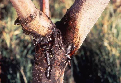 Leucostoma (Cytospora Canker)