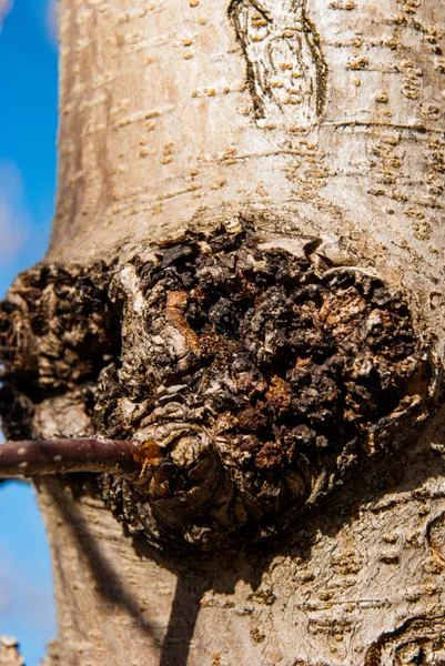 Dogwood Borer