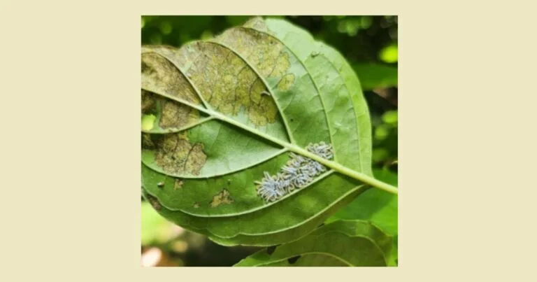 Dogwood — dogwoodsawfly 768x403