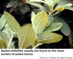 Whitefly