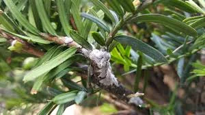 Taxus Mealybug