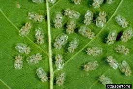 Sycamore Lacebug