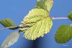 Spiny Witchhazel Gall Aphid