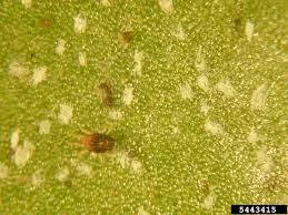 Southern Red Mite