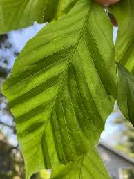 Beech — download 9