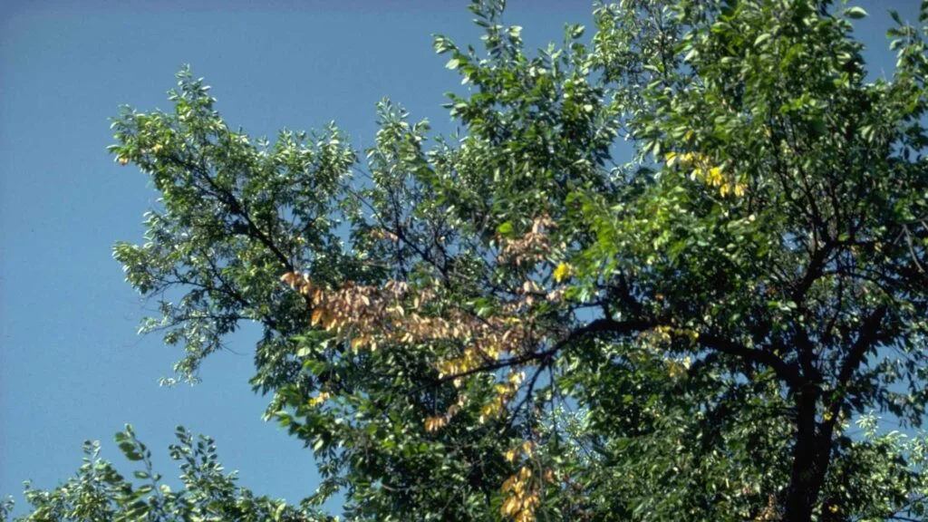 Dutch Elm Disease