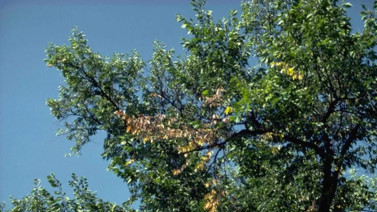 Elm — dutch elm 5366738 LGPT 1920 768x432