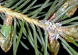 Spruce Gall Adelgid