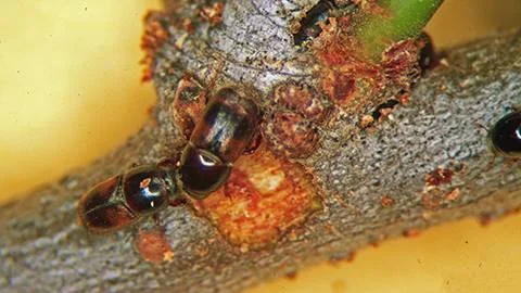 Elm Bark Beetle