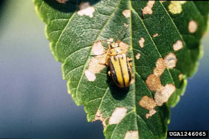 Elm Leaf Beetle