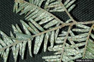 Elongate Hemlock Scale