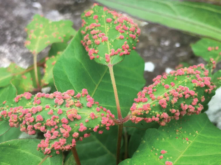 Redbud — eriophyid 768x576
