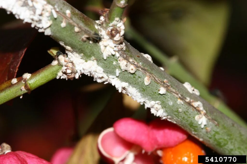 Euonymus Alatus Scale