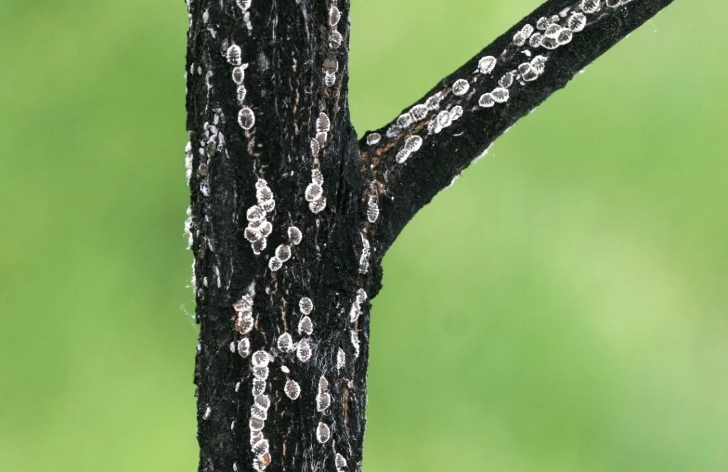 European Elm Scale