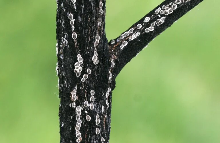 Elm — euro elm scale 768x498