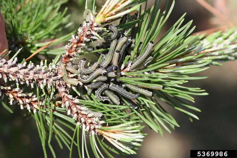 European Pine Sawfly