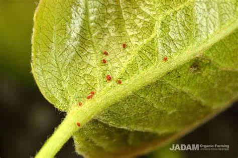 European Red Mite
