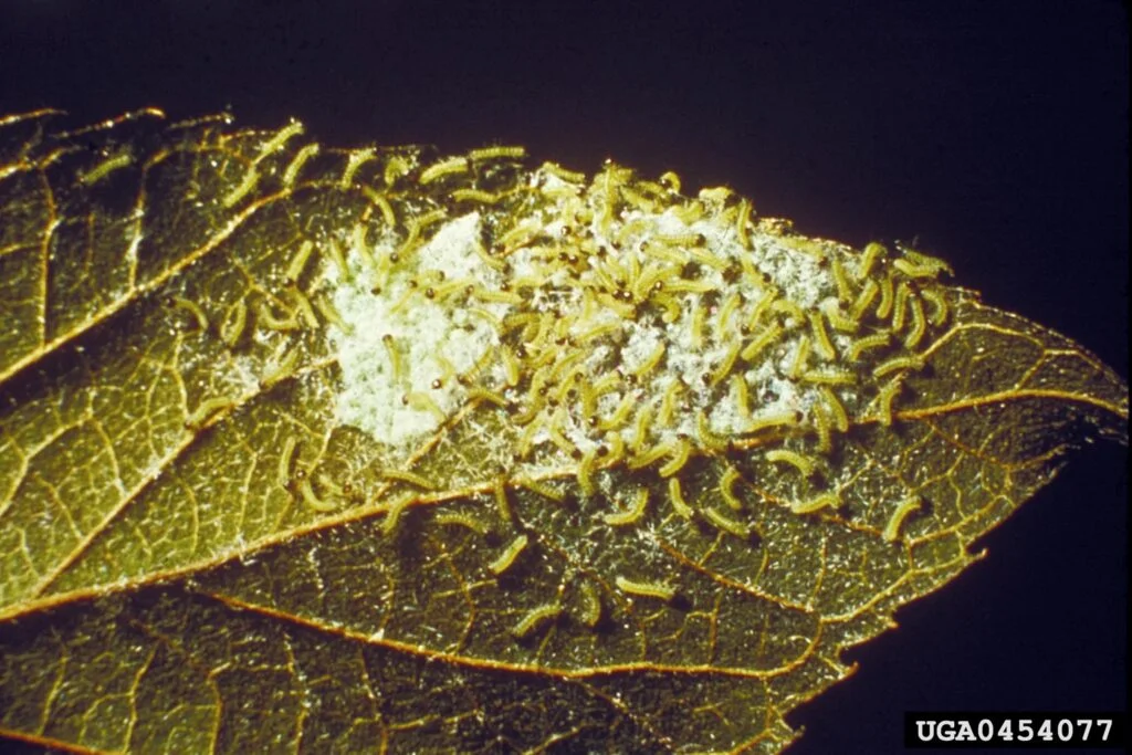 Fall Webworm