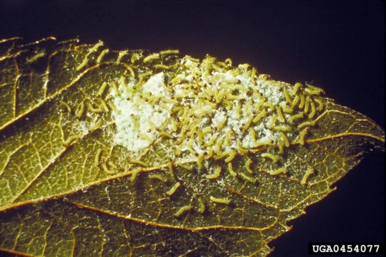 Birch — fall webworm 768x512