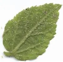 Foliar Aphids
