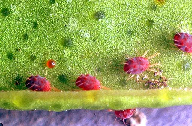 Rose Spider Mites