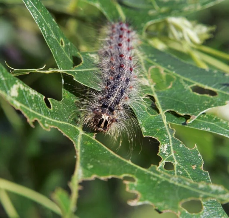 Spruce — gypsy moth 768x730