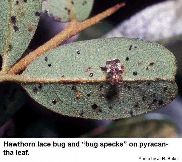 Hawthorn Lace Bug