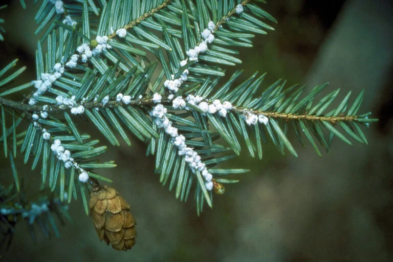Hemlock — hemlock woolly adelgid 768x512