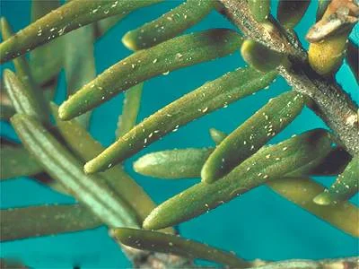 Hemlock Rust Mite