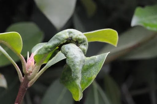 Rhododendron Tip Midge