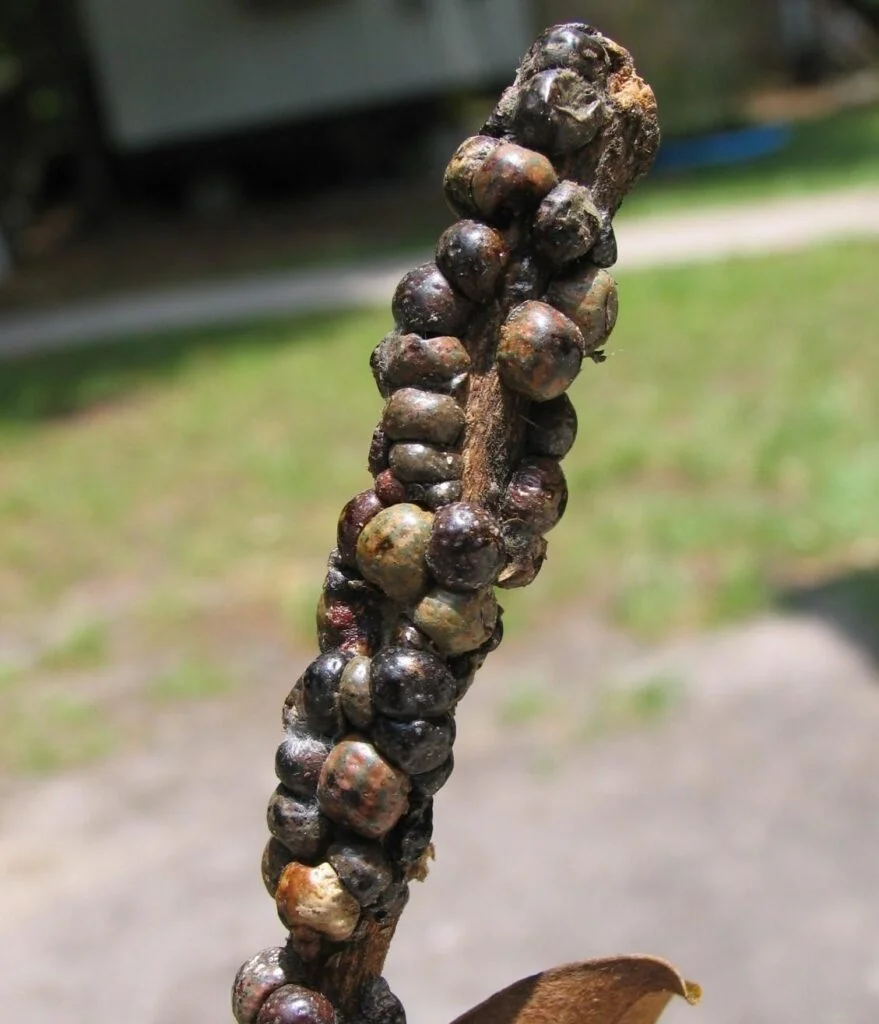 Tuliptree Scale