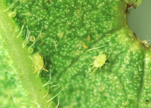 Honeylocust Spider Mite