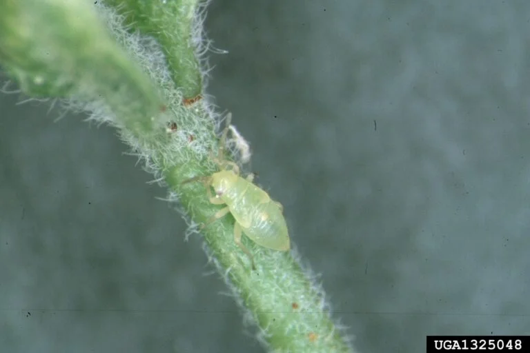 Honeylocust — honeylocust plant bug 768x512