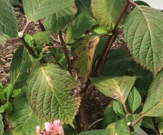 Hydrangea Foliar Diseases
